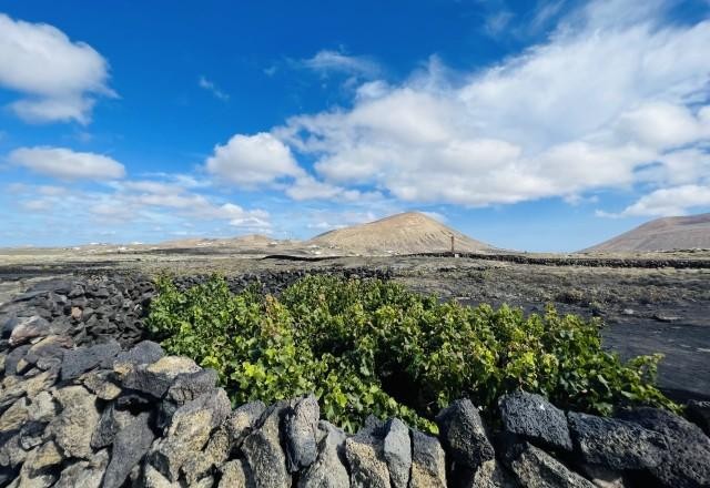 Imagem da noticia Conheça os vinhos espanhóis produzidos no meio de vulcões