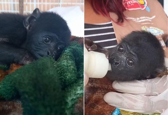 Imagem da noticia Macaquinha da espécie bugio-de-mãos-ruivas nasce em cativeiro no Brasil