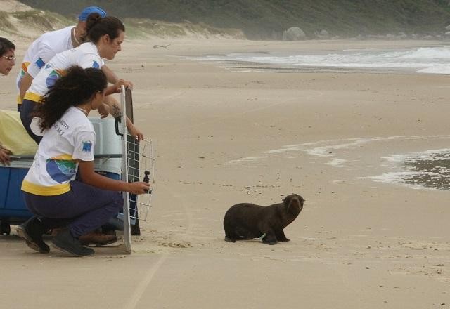 Imagem da noticia Vídeo: Lobo-marinho-do-Sul é devolvido à natureza após se recuperar de ferimento
