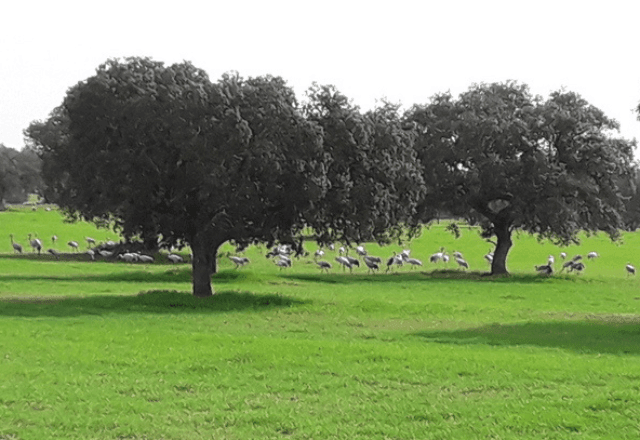 Imagem da noticia Descubra Albernoa, no Baixo Alentejo: Natureza, aventura e paz em família em Portugal