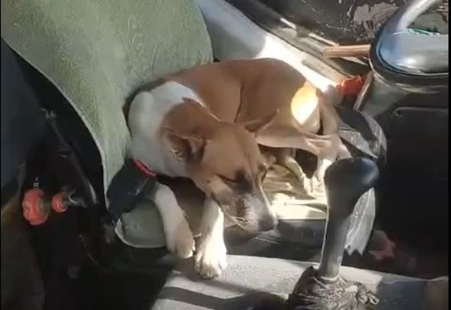 Imagem da noticia Vídeo: Cadela pega ônibus todo dia para acompanhar operários no Ceará