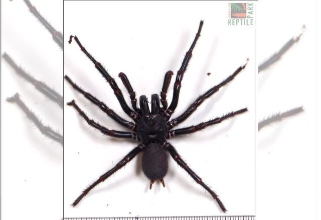 Imagem da noticia Maior espécime da aranha mais venenosa do mundo é encontrado na Austrália