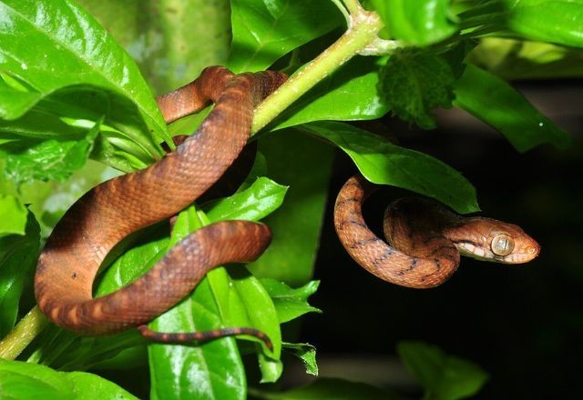 Imagem da noticia Ilha dos EUA enfrenta crise ambiental após infestação de serpente arbórea-marrom