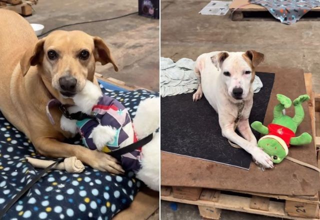Imagem da noticia Vídeo: Cachorros resgatados se divertem ao ganhar pelúcias em abrigo no RS