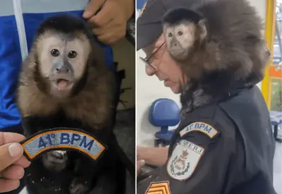 Polícia resgata macaco com criminosos no Rio Polícia resgata macaco com criminosos no Rio