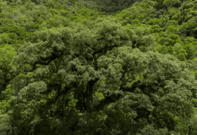 Imagem da noticia Mata Atlântica perde 2,4 milhões de hectares em 40 anos