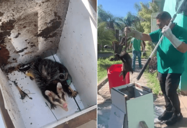 Imagem da noticia Com a chegada da primavera, aumenta o número de gambás nas ruas de cidade do RS