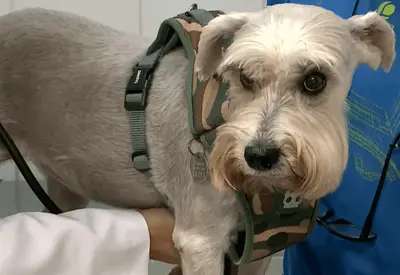 Câncer de mama também atinge cães e gatos: Veterinários alertam para prevenção e diagnóstico precoce Câncer de mama também atinge cães e gatos: Veterinários alertam para prevenção e diagnóstico precoce