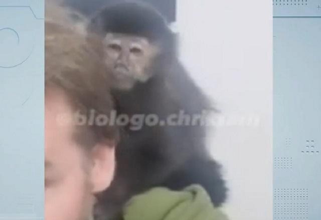Imagem da noticia Vídeo: Macaco-prego é resgatado e sobe no ombro de biólogo