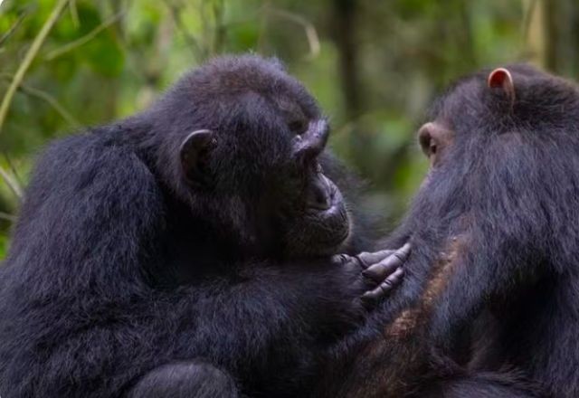 Imagem da noticia Chimpanzés são gravados fazendo "primeiros socorros" com plantas medicinais —até então desconhecidas