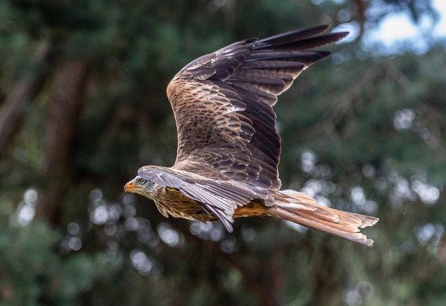 Imagem da noticia Forte onda de calor na Índia resulta na queda de milhares de pássaros