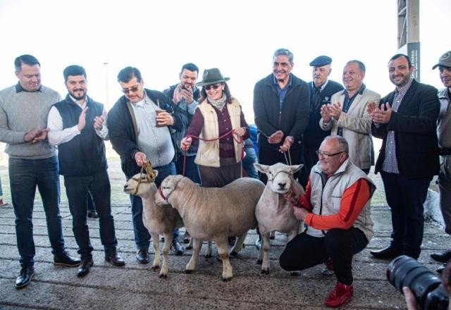 Imagem da noticia Animais começam a chegar à Expointer, uma das maiores feiras de agronegócio do país