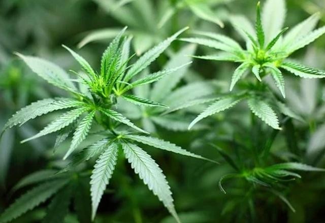 Imagem da noticia Justiça da Itália veta cultivo de maconha para uso pessoal