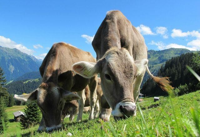 Imagem da noticia Quase 50% das emissões de efeito estufa do setor agrícola são de gados