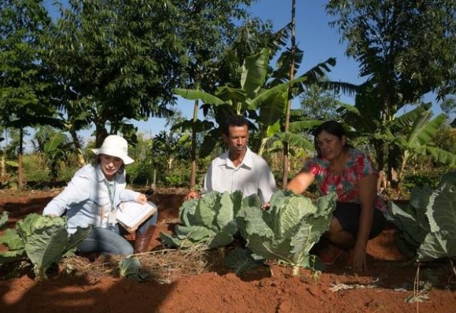 Imagem da noticia Agricultura familiar vai receber R$ 77 bilhões do Plano Safra