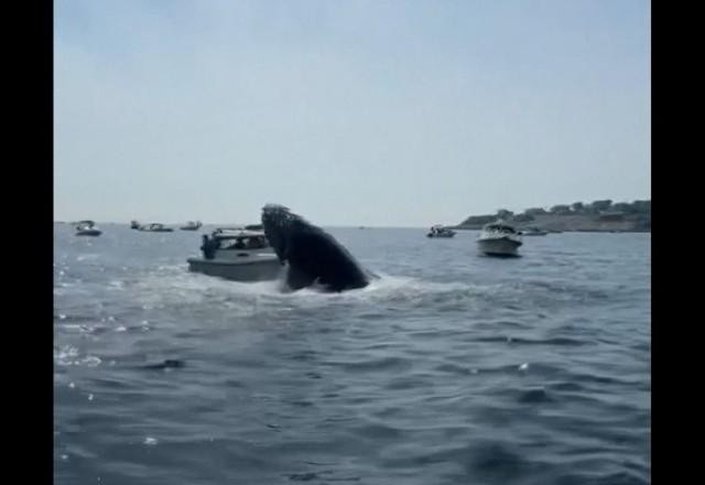 Imagem da noticia Vídeo: Baleia jubarte salta e cai em cima de barco nos EUA