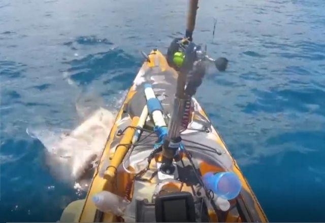 Imagem da noticia Vídeo: tubarão-tigre ataca caiaque e pescador registra momento