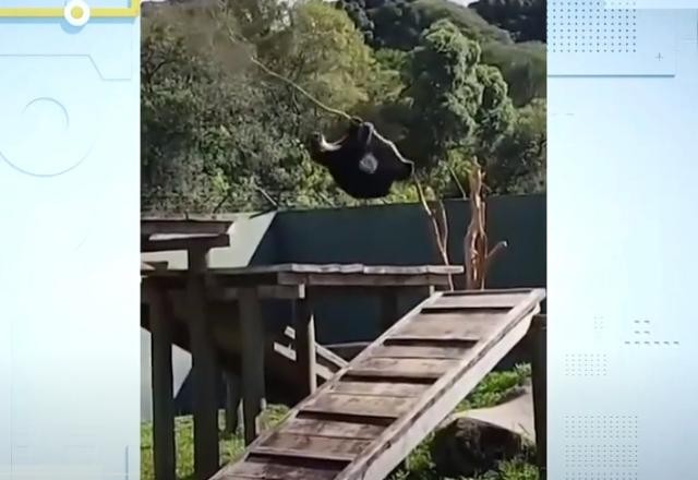 Imagem da noticia Vídeo: Urso cai de árvore em zoológico de Curitiba e imagem viraliza
