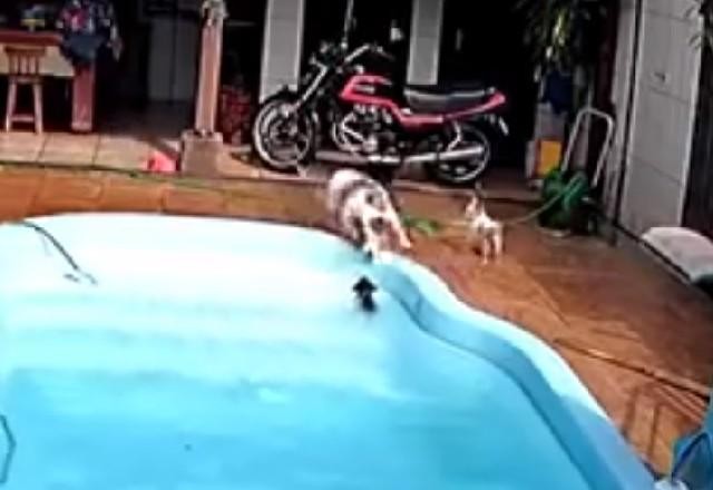 Imagem da noticia Vídeo: filhote de chihuahua cai na piscina e é salvo por pitbull em SP