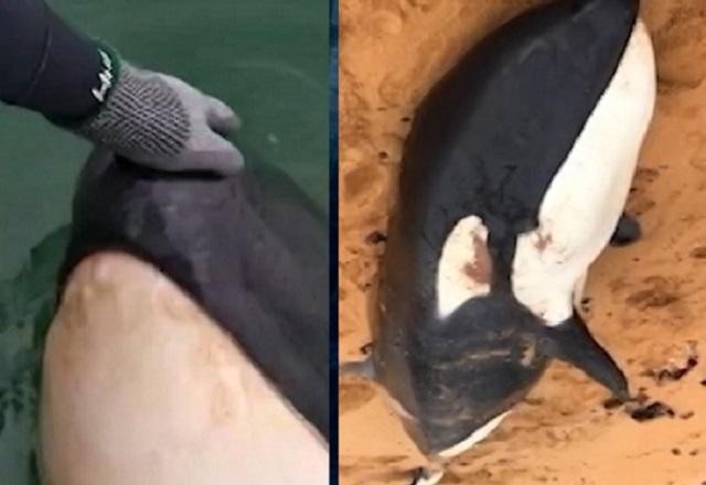 Imagem da noticia Baleia que foi filmada por mergulhadores é encontrada morta em praia