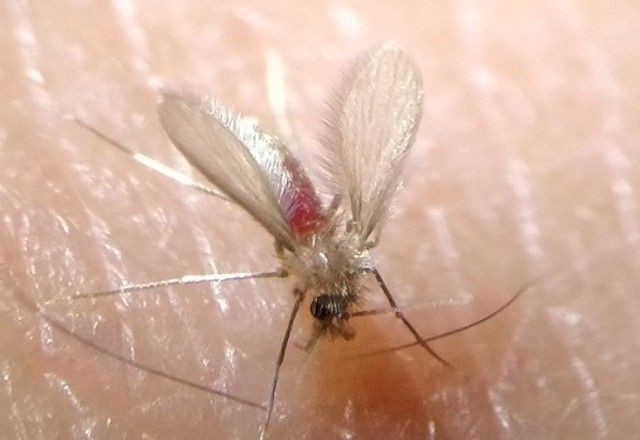 Imagem da noticia Calor aumenta preocupação com casos de leishmaniose em SP