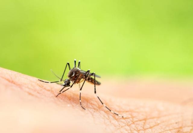 Imagem da noticia Número de mortes por febre amarela em São Paulo já ultrapassa as de 2024