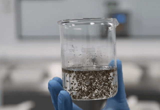 Imagem da noticia O que são os mosquitos criados para o combate à dengue?