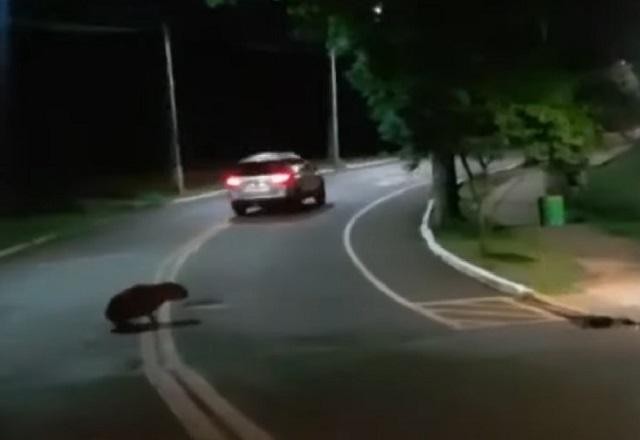 Imagem da noticia Motorista que atropelou capivaras no PR é preso por tráfico