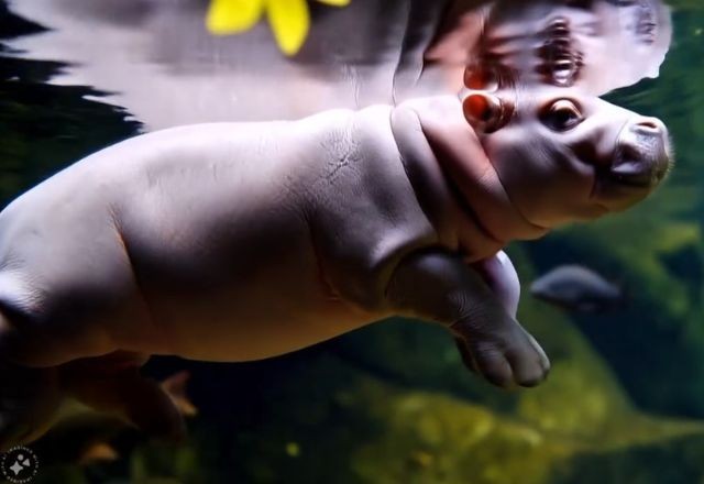 Imagem da noticia Desafiando Sora da OpenAI, Meta anuncia Movie Gen, o "cineasta de IA"