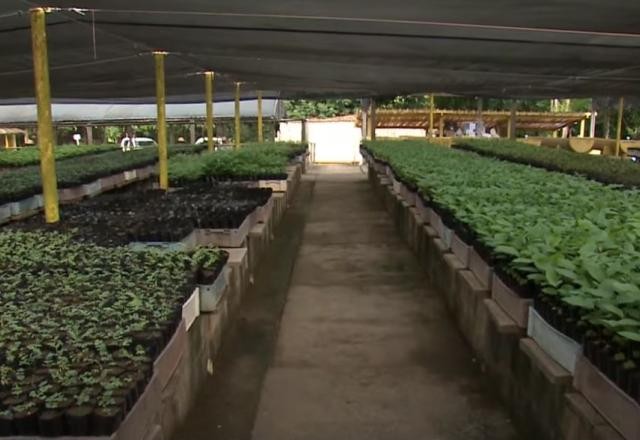 Imagem da noticia Projeto no interior do Pará recupera áreas mineradas com o plantio de espécies nativas