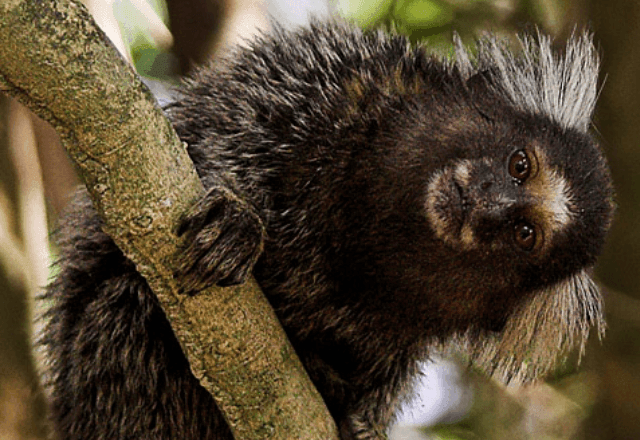 Imagem da noticia Mulher é diagnosticada com raiva humana após ser atacada por um sagui em PE