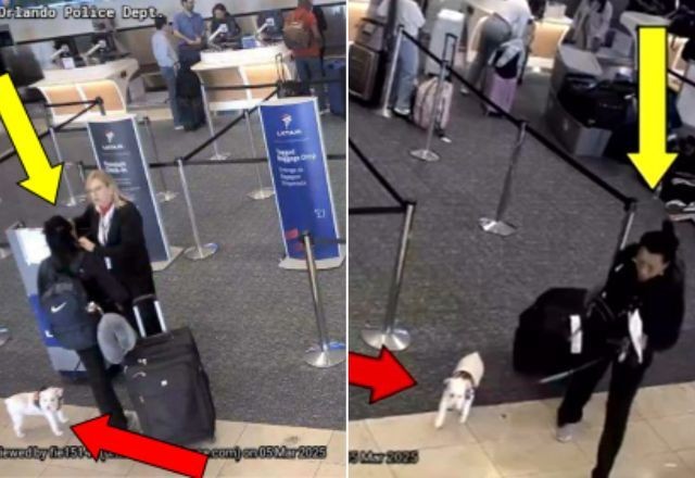 Imagem da noticia Mulher afoga cachorro em banheiro de aeroporto após pet ter embarque negado