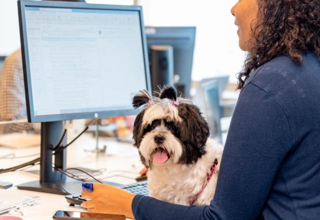 Imagem da noticia Pet com crachá: empresas ampliam benefícios para quem tem cão e gato