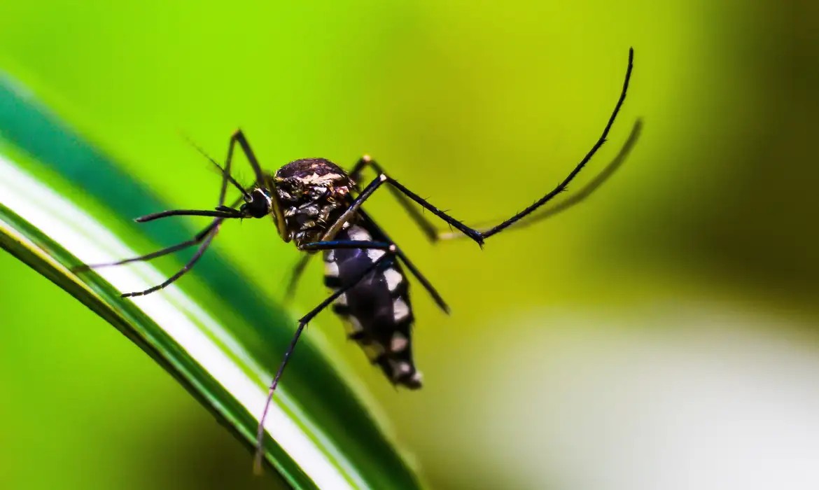 Brasil se aproxima de 4 milhões de casos suspeitos de dengue em 2024