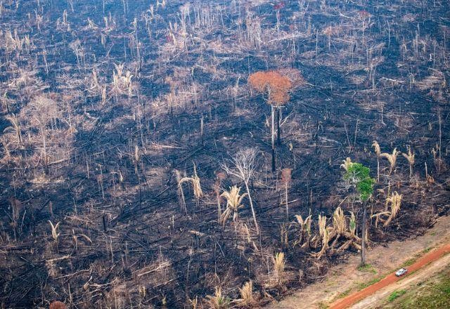 Imagem da noticia Perda de floresta tropical em 2022 foi equivalente ao tamanho da Suíça, diz estudo