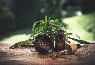 Anvisa propõe novas regras para produção de cannabis medicinal no Brasil Anvisa propõe novas regras para produção de cannabis medicinal no Brasil