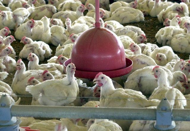 Imagem da noticia União Europeia também suspende importação de frango do Brasil