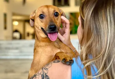 São Paulo sanciona lei que autoriza enterro de cães e gatos em jazigos dos tutores São Paulo sanciona lei que autoriza enterro de cães e gatos em jazigos dos tutores