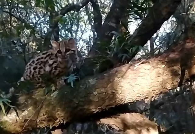 Imagem da noticia No Pampa, pesquisadores gaúchos monitoram felinos raros em extinção