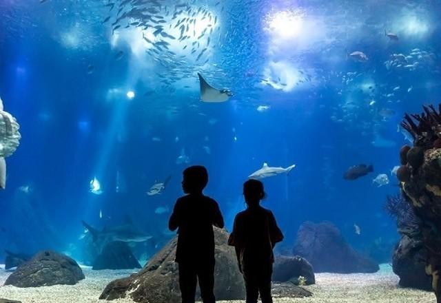 Imagem da noticia Portugal: conheça o Oceanário de Lisboa