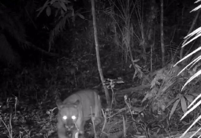 Imagem da noticia Onça-parda é vista em área onde era considerada extinta
