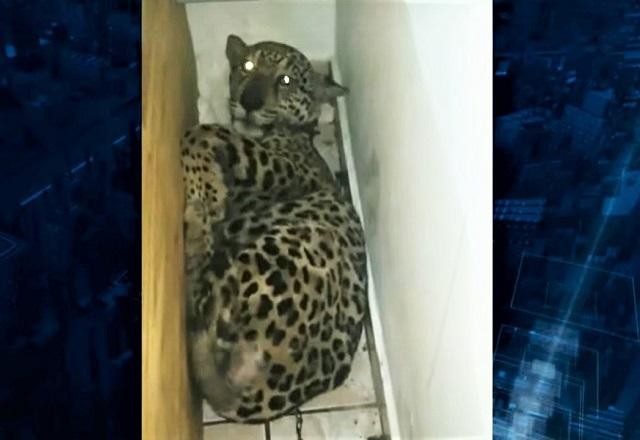 Imagem da noticia Casal é preso por tráfico e maus-tratos a animais silvestres