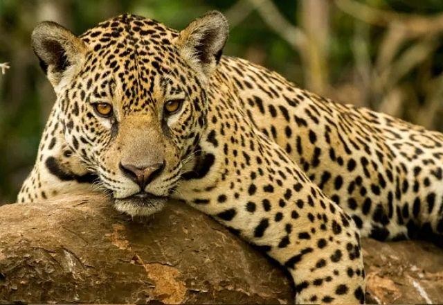 Imagem da noticia Dia da Onça-Pintada: quase metade da quantidade original se perdeu