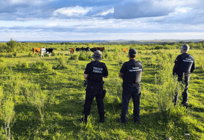 PF deflagra operação contra esquema de contrabando de gado no Sul PF deflagra operação contra esquema de contrabando de gado no Sul
