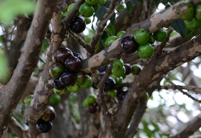 Imagem da noticia Estudantes ribeirinhos competem em jogos tradicionais na Ilha do Combu, no Pará