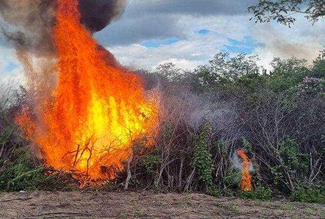 Imagem da noticia PF destrói quase 450 mil pés de maconha no sertão de Pernambuco e da Paraíba
