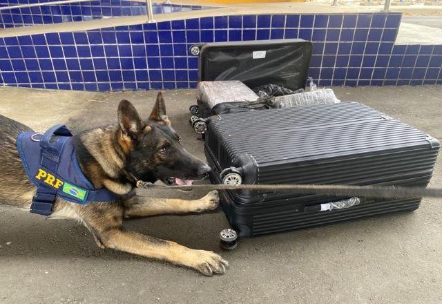 Imagem da noticia PRF prende traficante em ônibus com maconha e skunk