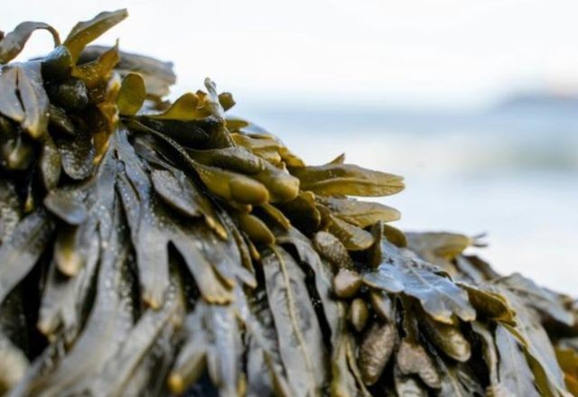 Imagem da noticia Proteínas de algas marinhas podem reduzir a dose de antibiótico em até 95%