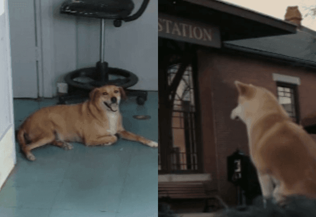 Imagem da noticia "Para Sempre ao Seu Lado" brasileiro: cão vive há 8 anos aguardando por dona que morreu em hospital