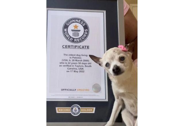 Imagem da noticia Cachorra de 22 anos é intitulada a mais velha do mundo